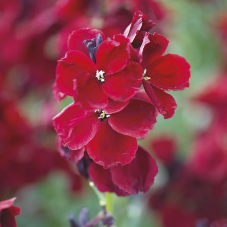 Bare Root Wallflower Purple Shades