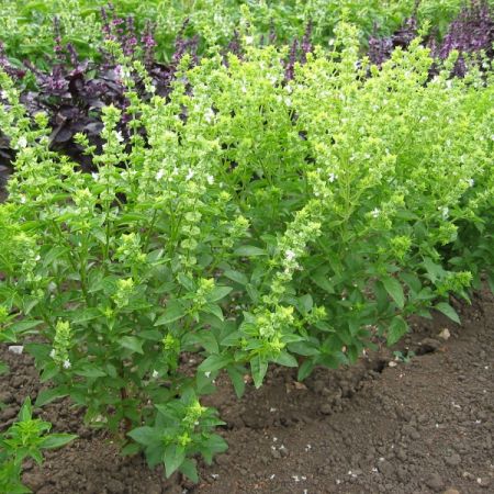 Basil Bush Seeds