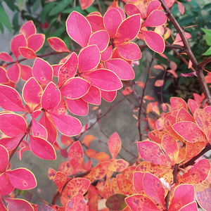 Berberis 'Golden Ring'