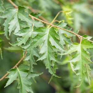 Betula pendula Dalecarlica