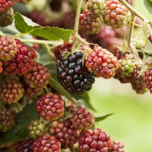 Blackberry Black Satin