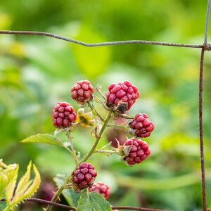 Blackberry Merton Thornless