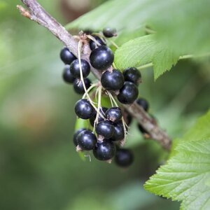 Blackcurrant Baldwin