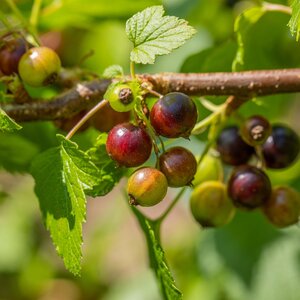 Blackcurrant Ben Sarek