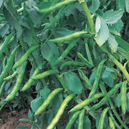 Broad Bean Aquadulce Claudia 50 Seeds