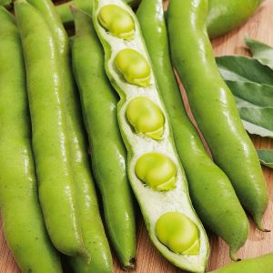 Broad Bean Masterpiece Green Seeds