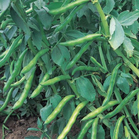 Broad Bean Super Aquadulce Organic Seeds