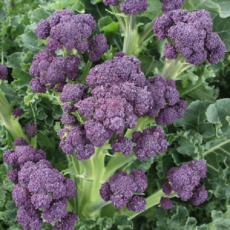 Broccoli Purple Sprouting Claret F1 Seeds