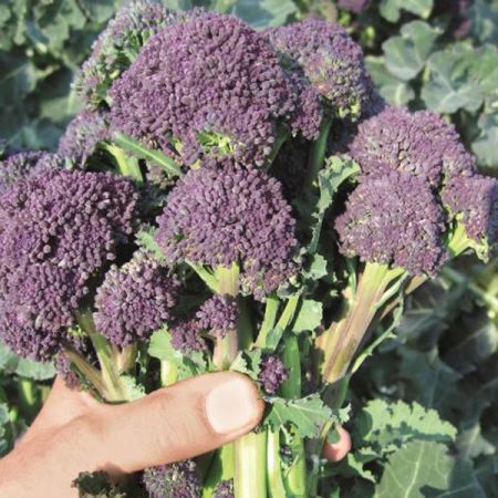 Broccoli Purple Sprouting Santee Organic Seeds