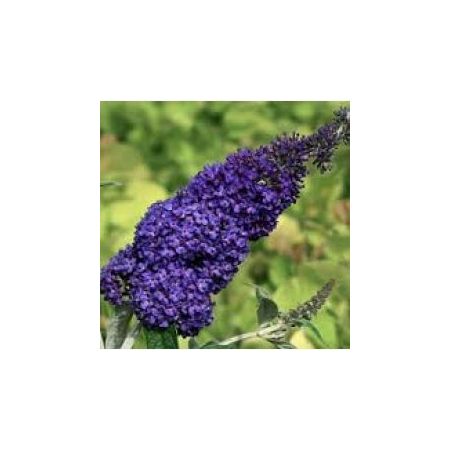 Buddleia davidii Lochinch