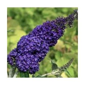 Buddleia davidii Lochinch