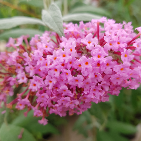 Buddleia davidii Pink Delight