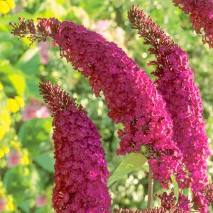 Buddleia davidii Royal Red