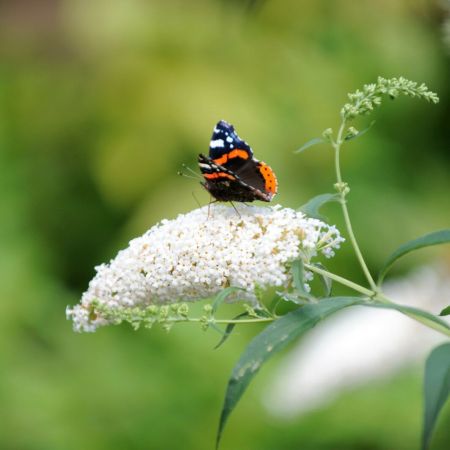 Buddleia davidii White Profusion