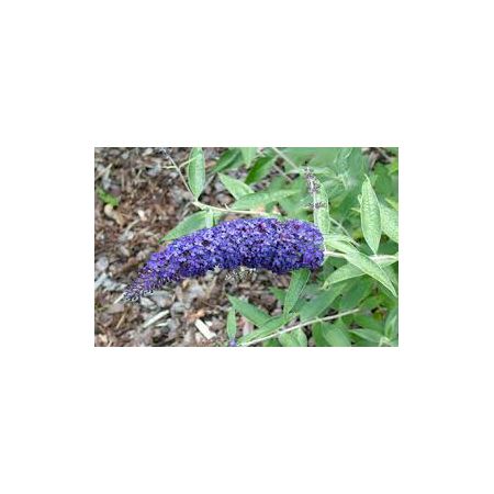 Buddleja Adonis  Blue Butterfly Bush