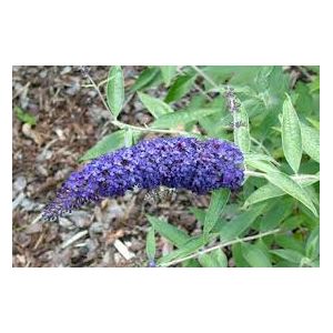 Buddleja Adonis  Blue Butterfly Bush