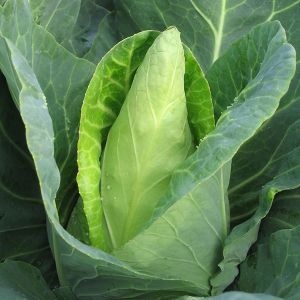 Cabbage Caraflex F1 Organic Seeds