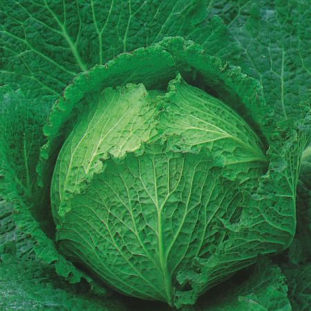 Cabbage Tundra F1 RHS AGM Seeds