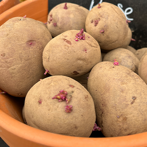 Caledonia Rose Main Crop Potato 2Kg