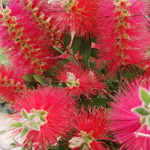 Callistemon laevis