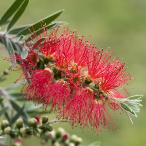 Callistemon laevis - Bottle brush Half std