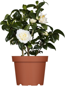 Camellia japonica Brushfield's Yellow