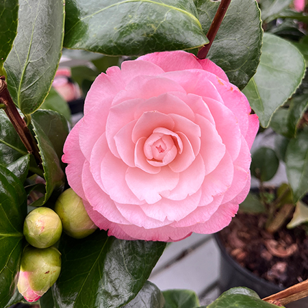 Camellia japonica Desire