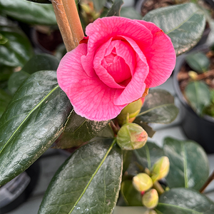 Camellia japonica Donation