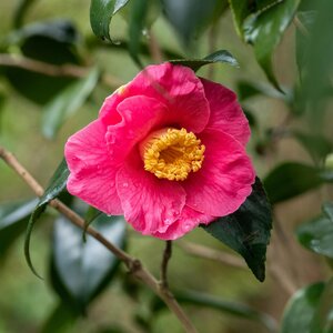 Camellia japonica Dr King