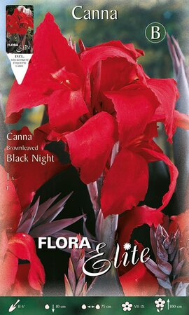 Canna Black Night