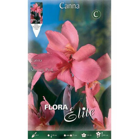 Canna Shining Pink