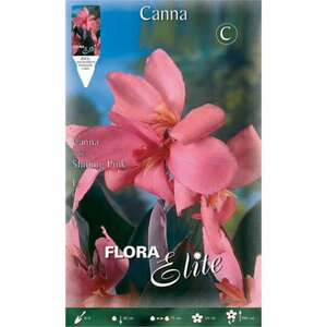 Canna Shining Pink