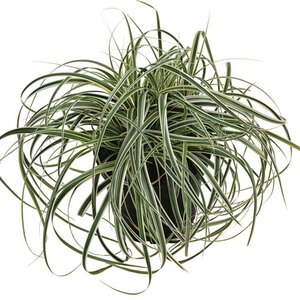 Carex 'Feather Falls' - 3L