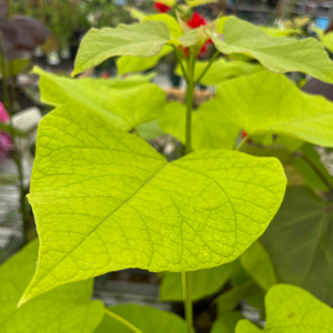 Catalpa bignonioides Aurea