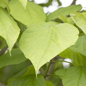 Catalpa bignonoides Nana 1/4 std Dwarf Indian Bean Tree
