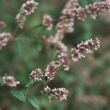 Catnip Seeds