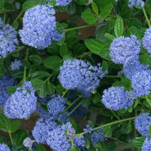 Ceanothus Skylark