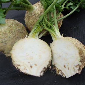 Celeriac Asterix F1 Seeds