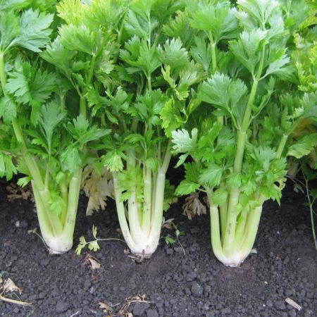 Celery Golden Self Blanching Seeds