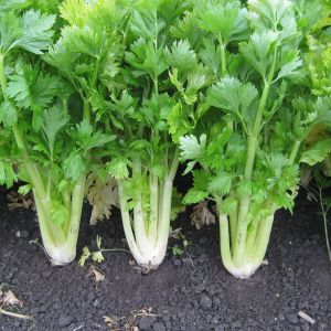 Celery Golden Self Blanching Seeds