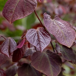 Cercis canadensis Forest Pansy