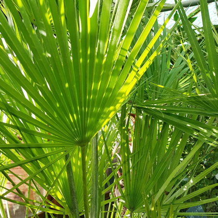 Chamaerops humilis Vulcano Dwarf Fan Palm