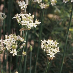 Chives Garlic Seeds