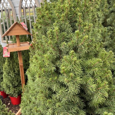 Christmas Tree Picea glauca Perfecta 5 Litre