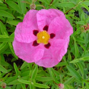 Cistus x purpureus