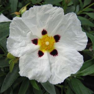 Cistus x purpureus Alan Fradd