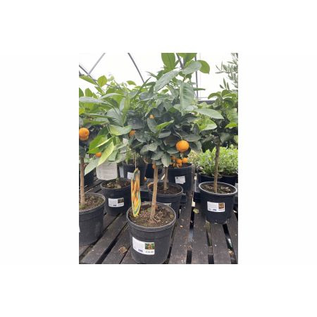 Citrus Calamondin