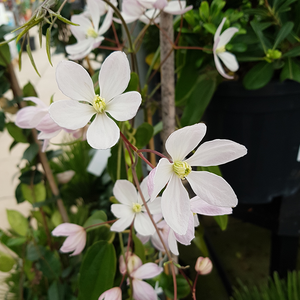 Clematis Armandii Apple Blossom