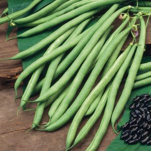 Climbing French Bean Cobra Organic Seeds