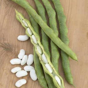 Climbing French Bean Lazy Housewife Seeds